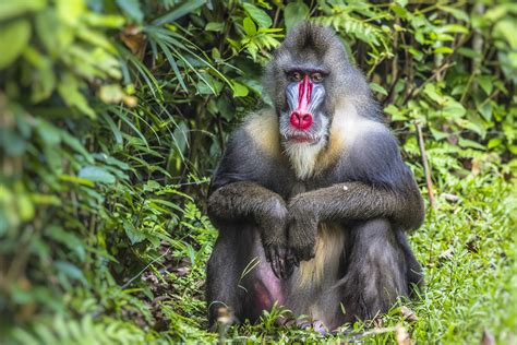 How Many Types of Monkeys Are There in the World? | Reader s Digest