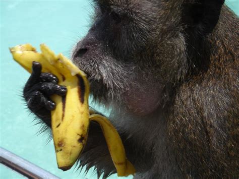 How monkeys eat bananas   snopes.com