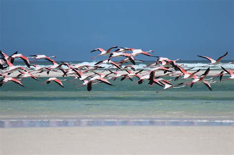 How Much Longer Before India s Flamingo Hub Will Cease to ...