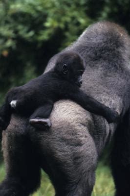 How Old Do Gorillas Live to Be in the Wild? | Animals   mom.me