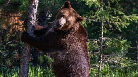 How Strong Is A Grizzly Bear?