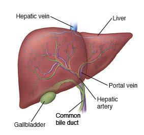 How the Liver Works
