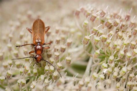 How to Attract Beneficial Insects to Your Garden
