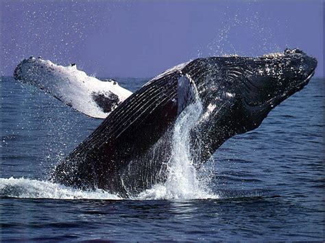 How to be a whale watcher | DIYdilettante