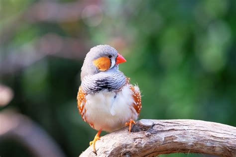 How to Breed Your Own Zebra Finches