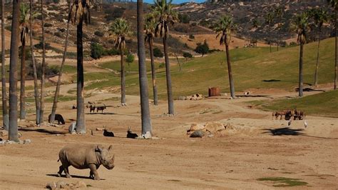 How to Buy Discount San Diego Zoo Safari Park Tickets ...
