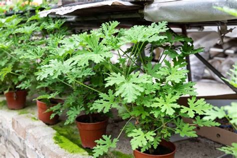 How To Care For Citronella Plant   Gardening Dream