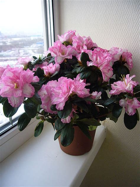How to Care for Indoor Azaleas | Garden Guides