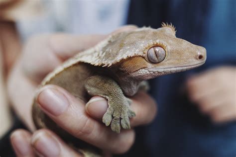 How to Care for Your Crested Gecko   Allan s Pet Center