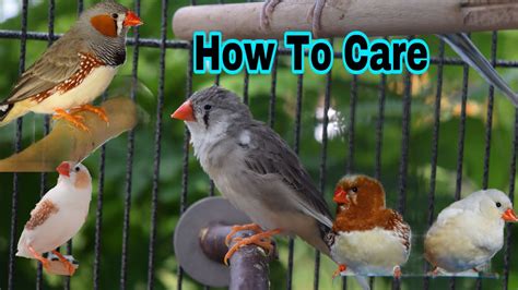 How To Care For Zebra Finches   YouTube