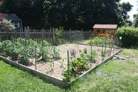 How to Chicken Proof Your Garden   Modern Farmer