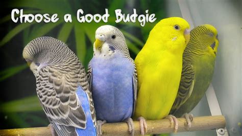 How to Choose a Good Budgie   YouTube