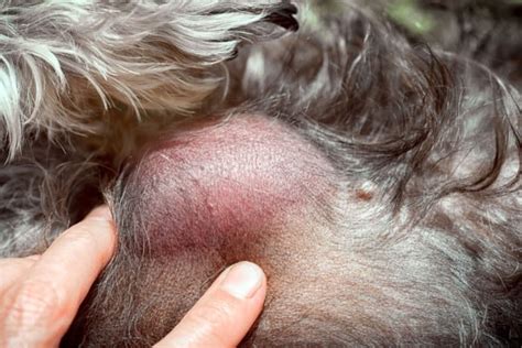 How to Clean a Ruptured Cyst on a Dog: A Complete Guide ...