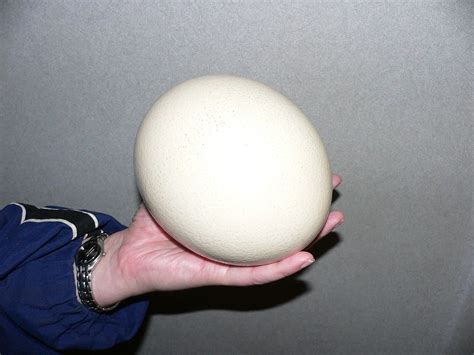 How to Cook an Ostrich Egg | Delishably
