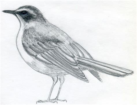 How To Draw A Bird | Dibujos de pájaro, Boceto de aves, Bocetos fáciles ...