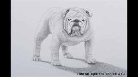 How to Draw a Bulldog With Pencil   A Dog Drawing   YouTube