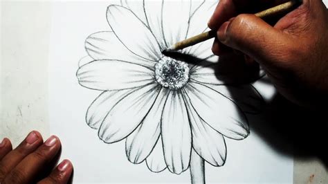 How to Draw A flower || Easy Pencil Drawing   YouTube