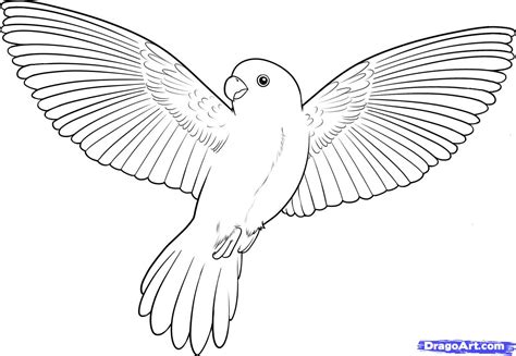 How to Draw a Flying Bird, How to Draw a Bird, Step by ...