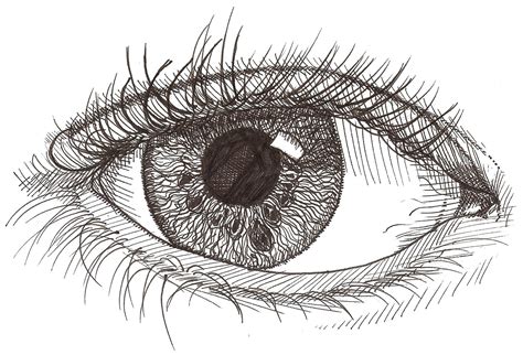 How to Draw a Human Eye Worksheet   Draw to Learn