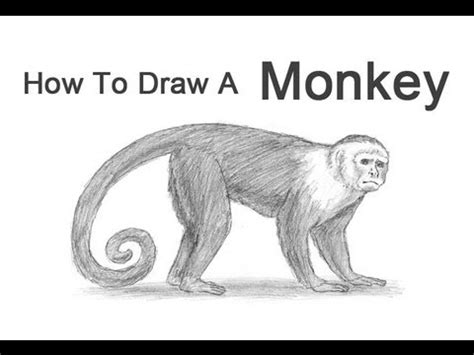 How to Draw a Monkey  Capuchin    YouTube