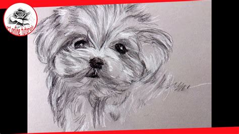 how to draw a puppy with charcoal and carbon pencil   YouTube