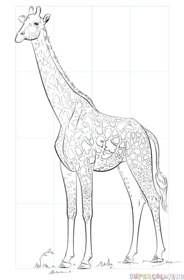 How to draw a realistic giraffe | Step by step Drawing ...