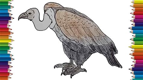 How to Draw a Vulture step by step   Bird drawing easy
