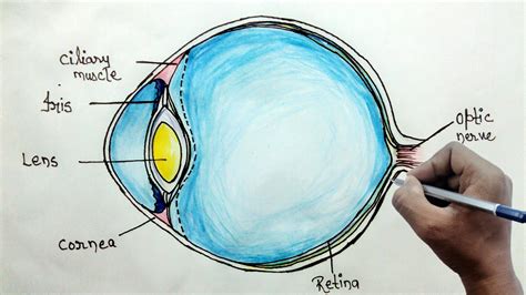 How to draw human eye diagram for beginners   YouTube