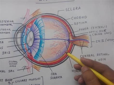 how to draw human eye diagram   YouTube