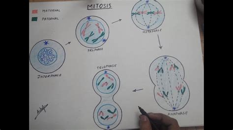 how to draw mitosis YouTube