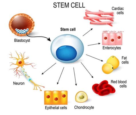 How to Explain Stem Cells to Children   You are Mom