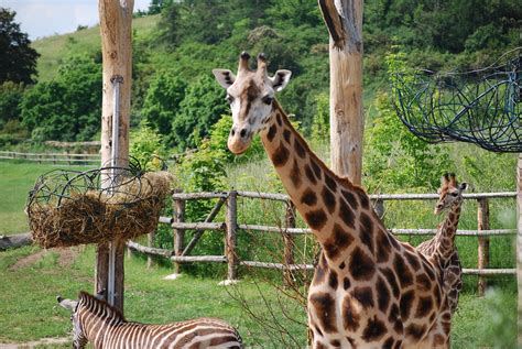 How to get to Prague ZOO – Prague blog by Boutique hotel Seven Days