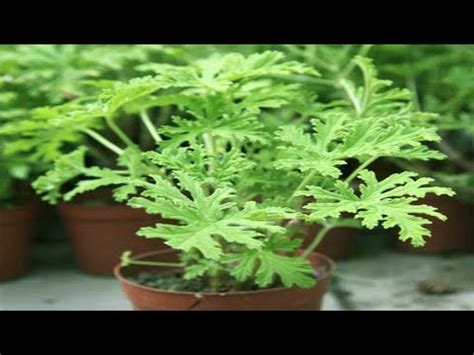 How to Grow And Care Citronella Plants from Cuttings ...