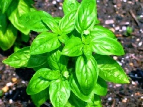 How to Grow basil from seed.   YouTube