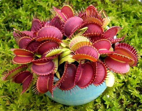 How to Grow Carnivorous plants | Care and Growing Information