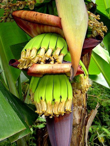 How to grow edible bananas at home   GardenDrum
