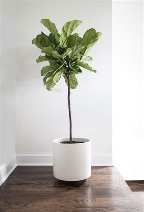 How to Grow Fiddle Leaf Fig and Care | In My Home | Indoor ...