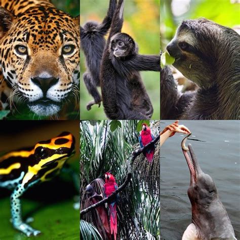 How To Help Endangered Amazon Wildlife | Rainforest Cruises