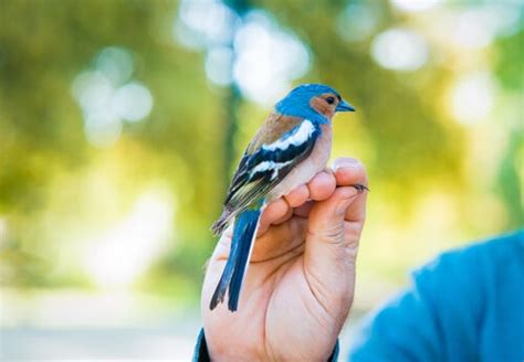 How to Identify a Bird s Gender — My Animals