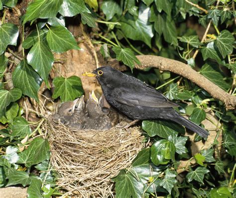 How to identify bird nests   Country Life