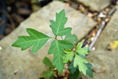 How To Identify Poison Ivy From Other Plants [With Photos]
