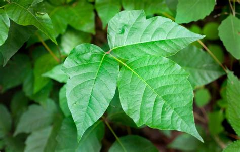 How to Identify Poison Ivy [Illustrated Guide ...