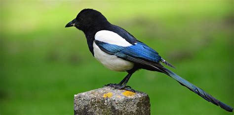 How to Identify the UK s 10 Most Common Wild Birds