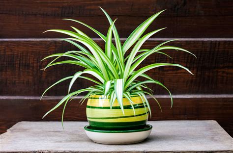 How to keep houseplants alive when you travel