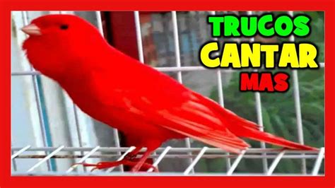How to make a canary sing  Canary singing | Canarios, Trucos, Cantando