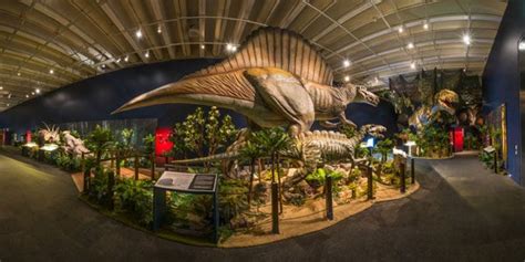 How to Organize Your Dinosaur Exhibition? | MY DINOSAURS