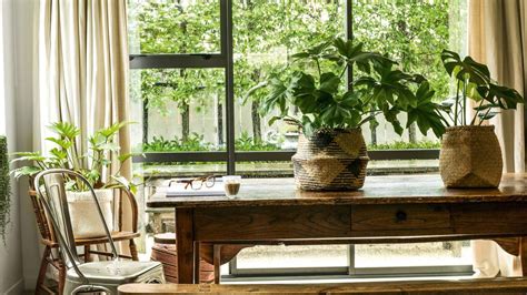 How to pick the perfect indoor plant for every room in ...