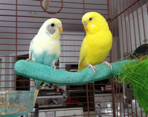 How to Prepare to Adopt a Pet Bird and Bring Your New Bird ...