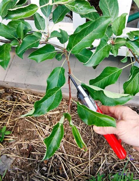 How to Prune an Apple Espalier Tree. | Apple tree, Espalier fruit trees ...