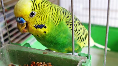 How to Quiet a Bird | Pet Bird   YouTube